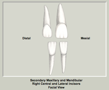 Arch and Class Traits Mx Incisors.png